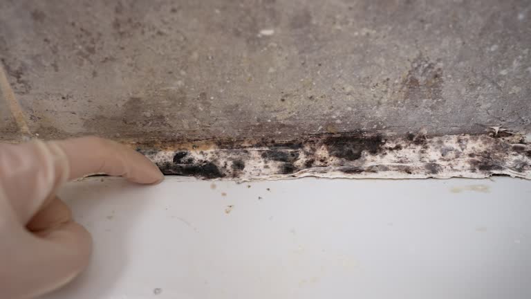 Best Environmental Consulting for Mold Prevention  in USA